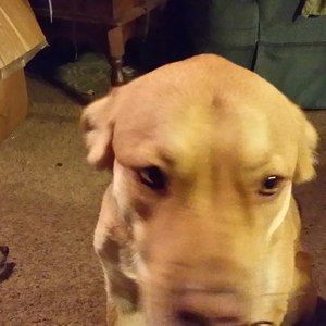 Meet your Posher, Becky